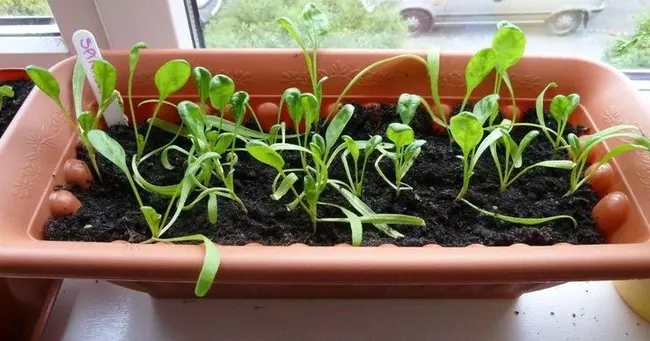 Work At Home Dad : 在家工作爸爸