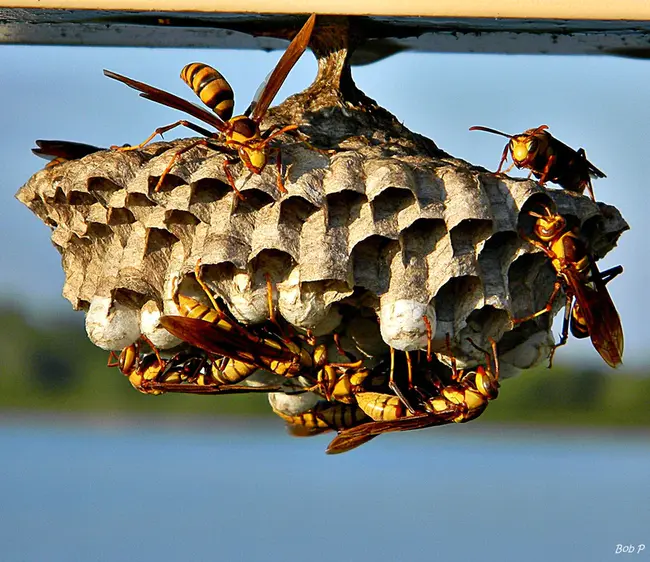 Wasp Cash Drawer : 黄蜂现金抽屉