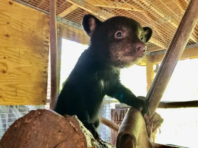 Wildlife Center of Virginia : 弗吉尼亚野生动物中心