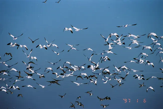 Waterfowl Development Area : 水禽开发区