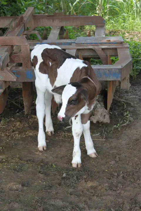 Livestock, Dairy, Poultry, & Aquaculture : 牲畜、奶制品、家禽和水产养殖