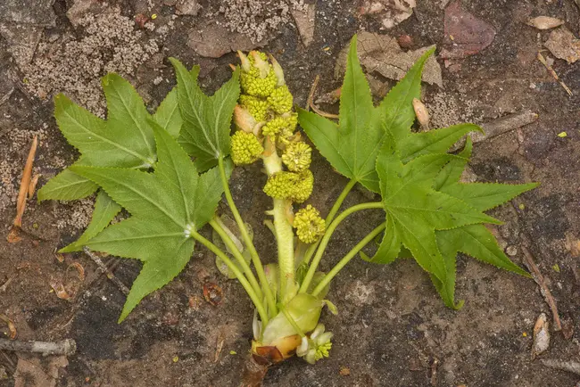 Big Jackass Knowitall : 大笨蛋知道