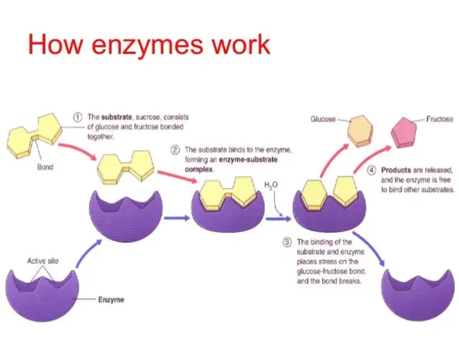 Enzyme ImmunoAssay : 酶免疫测定