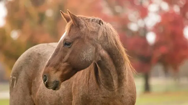 Equine Infectious Anemia : 马传染性贫血