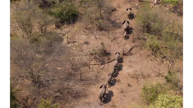 Wildlife And Environment Zimbabwe : 津巴布韦野生动物与环境