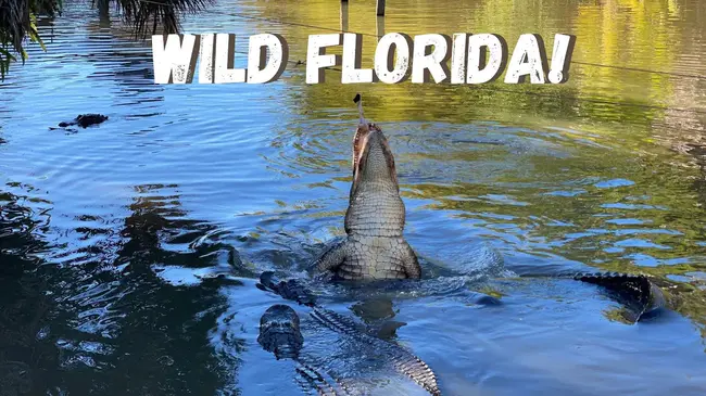 Wild Florida Online : 野生佛罗里达在线