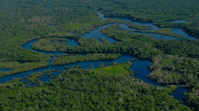 World Forest Resources Institute : 世界森林资源研究所