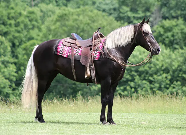 Australian Palomino Horse Association : 澳大利亚帕洛米诺马协会