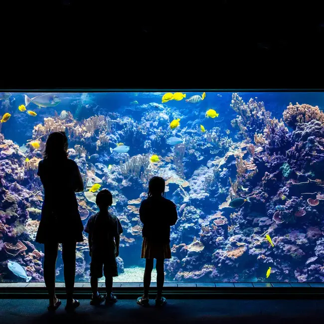 West Hawaii Aquarium Project : 西夏威夷水族馆项目