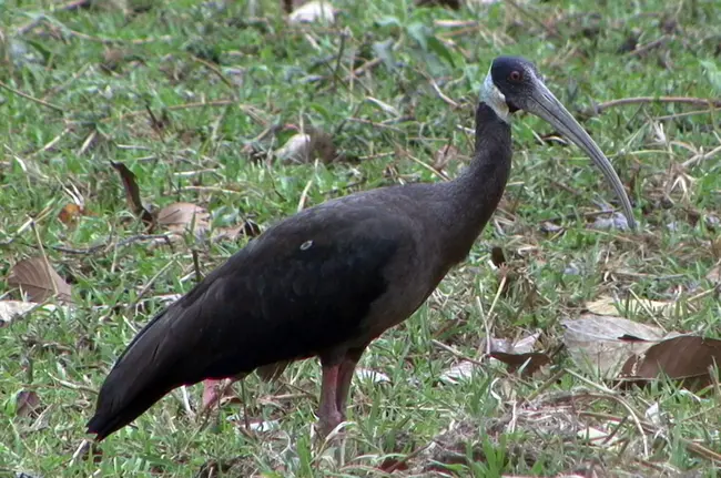 White Ibis : 白朱鹭