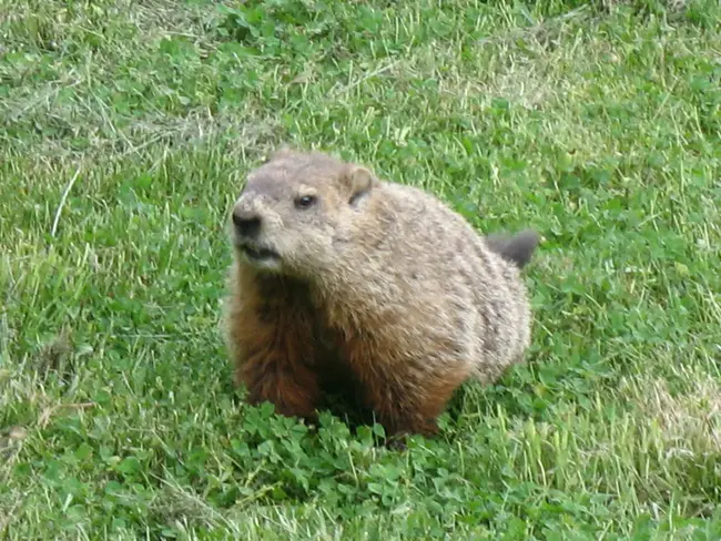 Woodchuck Hepatitis Virus : 土拨鼠肝炎病毒