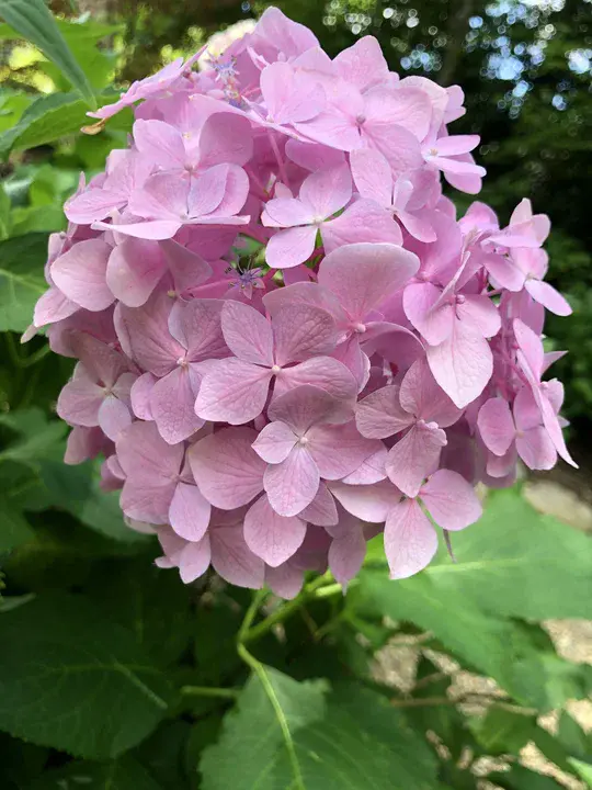 Very Best In Show : 最精彩的演出