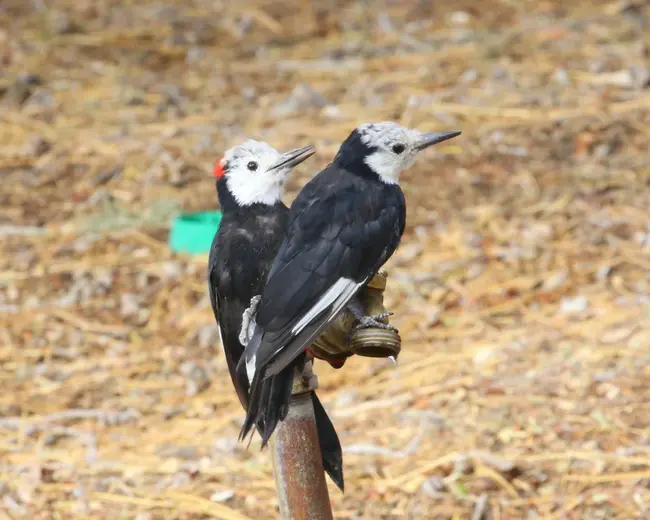 White-Headed WOodpecker : 白头啄木鸟