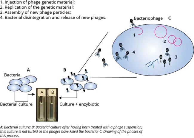 Phage Shock Proteins : 噬菌体休克蛋白