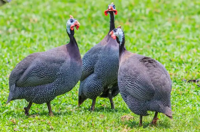 Guinea Fowl : 珍珠鸡