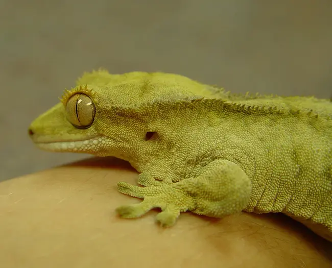 Crested Gecko : 睫角守宫