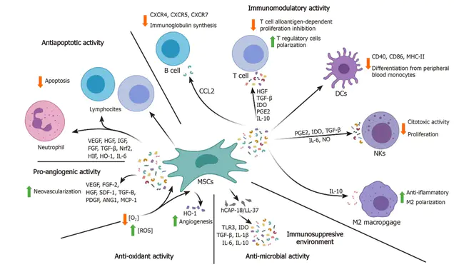 Atypical Squamous Cells : 非典型鳞状细胞