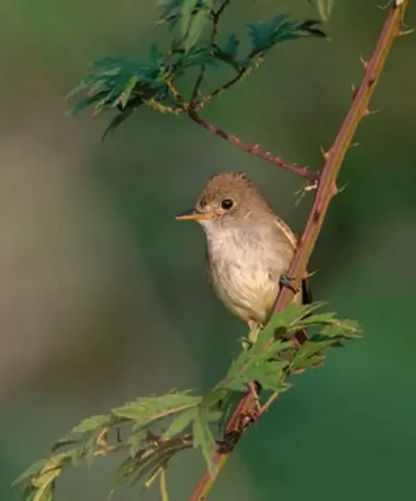 Willow Flycatcher : 柳树捕蝇器