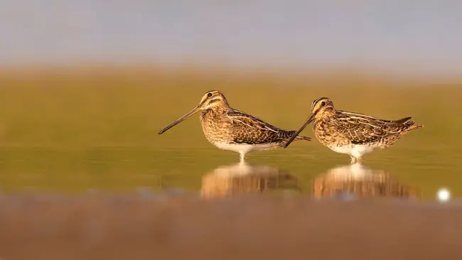 Common Snipe (bird) : 普通鹬（鸟）