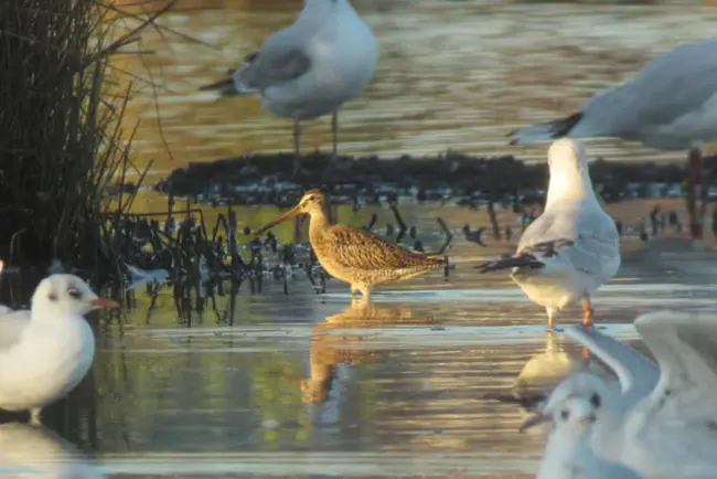 Short- Billed Dowitcher (bird) : 短嘴鹬（鸟）