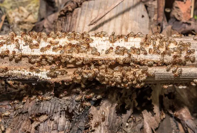 Wood-Destroying Insect Inspection Report : 木材破坏昆虫检验报告