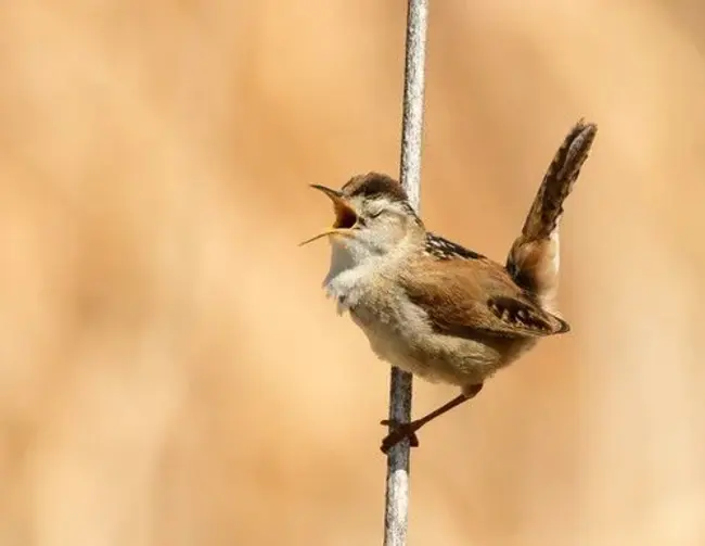 Marsh Wren : 长嘴沼泽鹪鹩