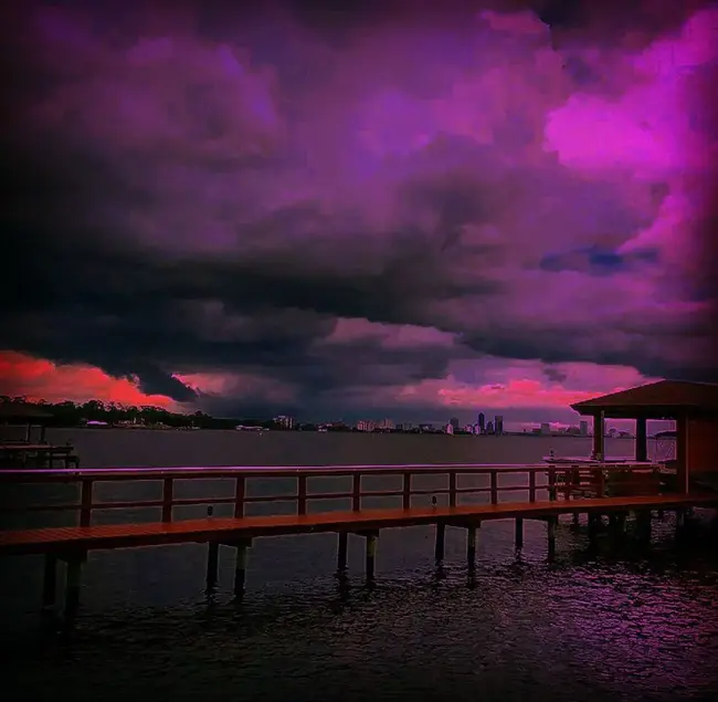 Purple Passion : 紫色激情