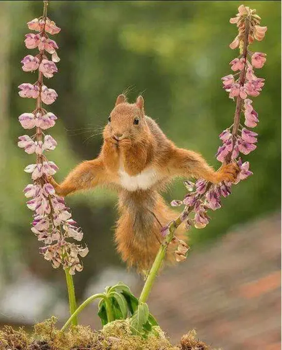 Mysterious Little Squirrel : 神秘的小松鼠