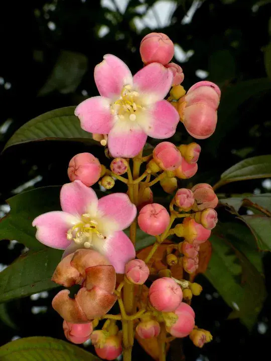 Turing Tongue : 图灵舌