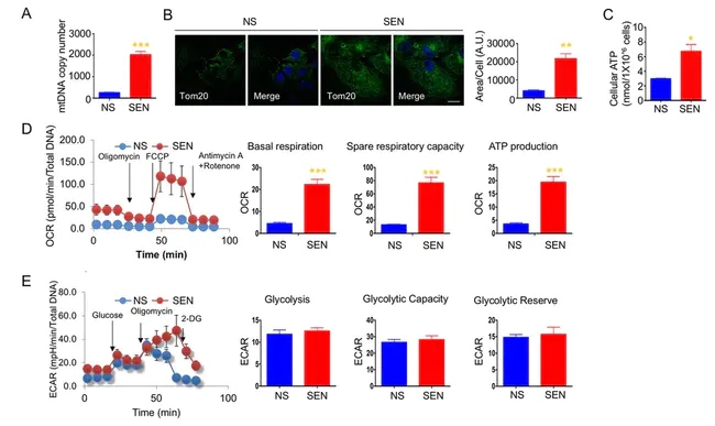 Mitogen Activated Protein : 丝裂原活化蛋白
