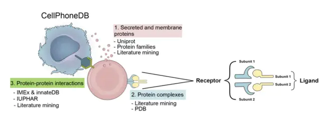 Protein Tyrosine Phosphatase, Receptor Type M : 蛋白酪氨酸磷酸酶，M型受体