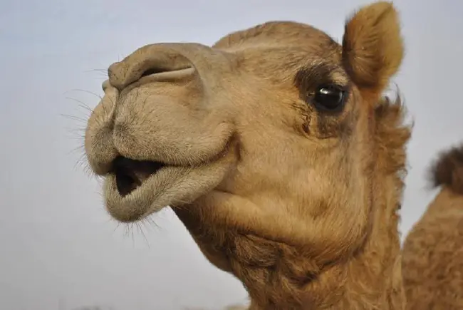 Camel Toe Assassinator : 骆驼趾暗杀者