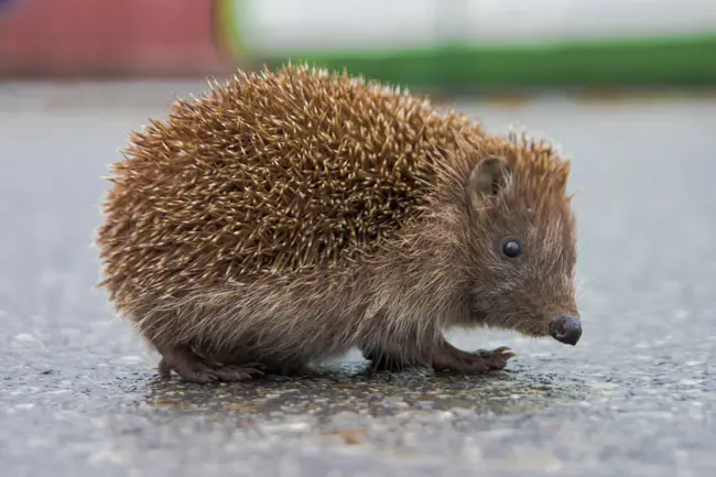 Hedgehog Containment Facility : 刺猬围堵设施