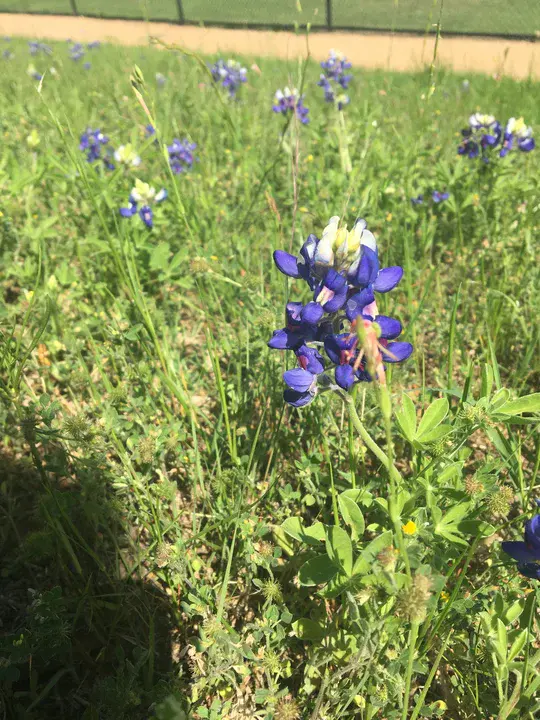 Bluebonnet Pecan And Friendship : 蓝腹山核桃与友谊