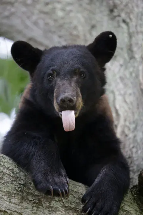 Black Bear Quilt : 黑熊被