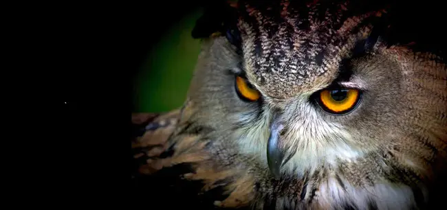 Wildlife Management Courses : 野生动物管理课程