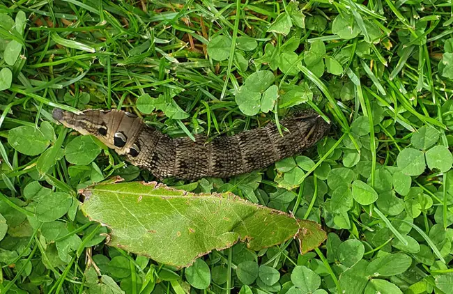 Wild Life Unlimited Foundation : 野生生命无限基金会