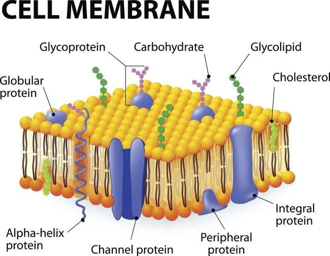 Membrane Type : 膜式