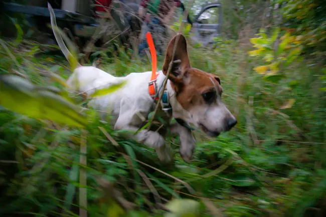 Wildlife Manor Hounds : 野生动物园猎犬