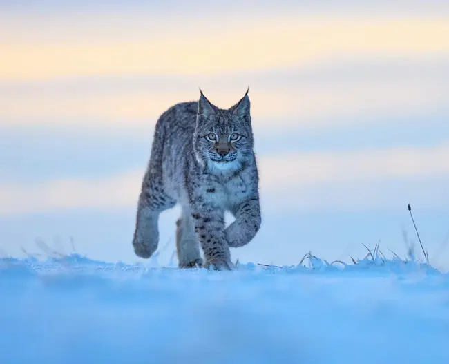 Wildlife Management Training Project : 野生动物管理培训项目