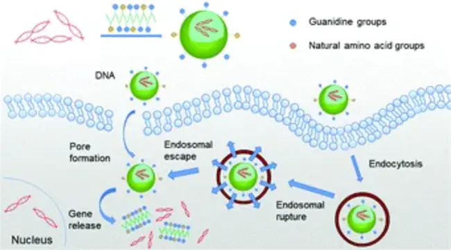 Hydrophobic Ligand Binding Protein : 疏水配体结合蛋白