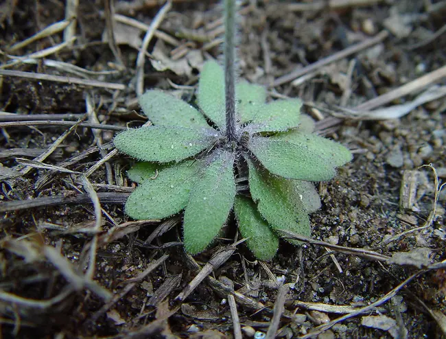 Arabidopsis Thaliana : 拟南芥