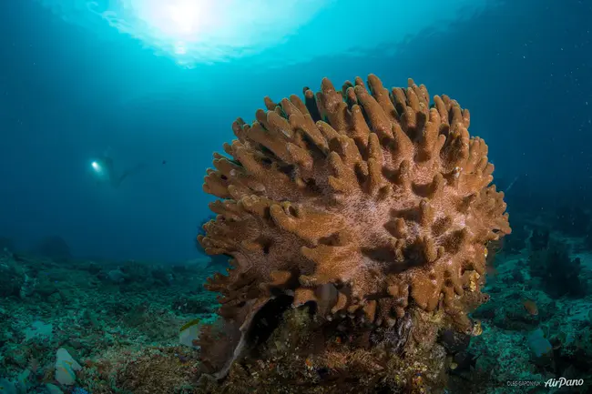 Coral Reef Assessment Program : 珊瑚礁评估计划