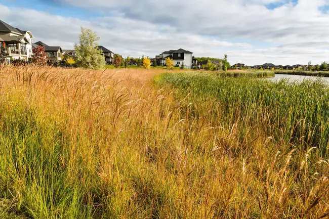 Native Plant Stewardship Program : 本地植物管理计划