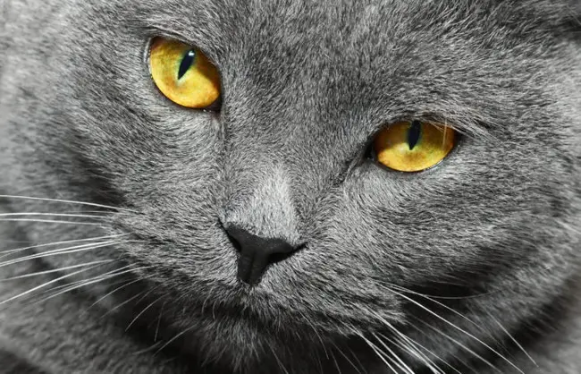 Feline Infectious Pertinitis : 猫科感染性眼炎