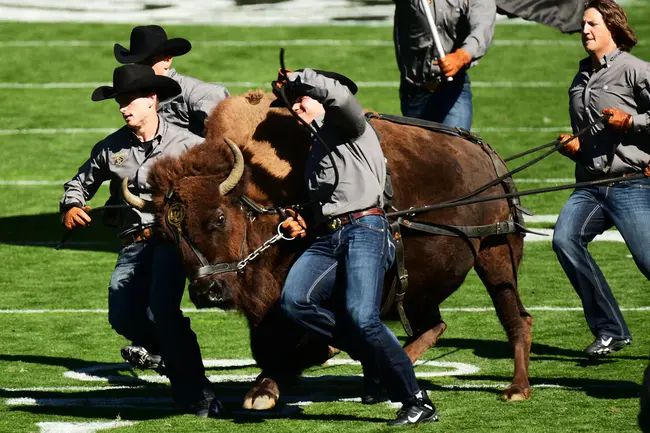 Colorado Football Conference : 科罗拉多足球会议