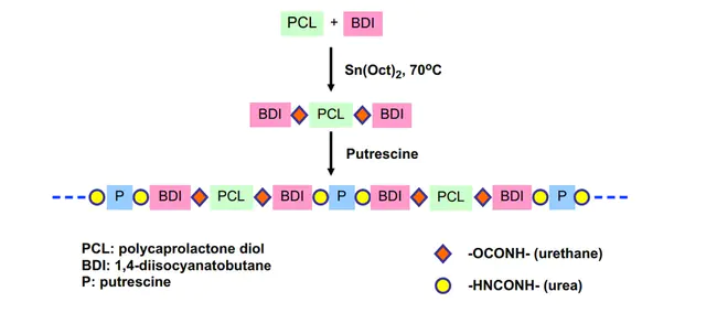 Polymerisation Of Monomeric Reactants : 单体反应物的聚合