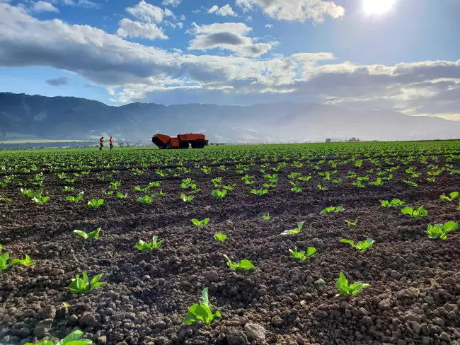 Cooperative Weed Management Area : 合作杂草管理区