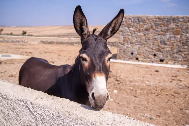 Donkeys On Parade : 游行中的驴子