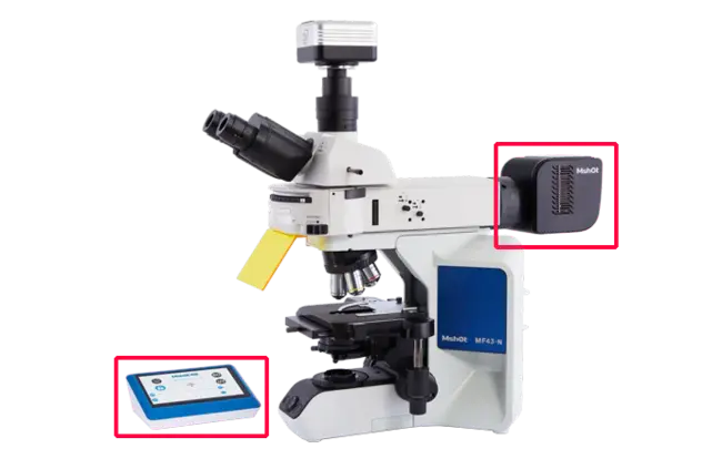 Light And Electron Microscopy : 光学和电子显微镜